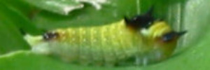 Larvae